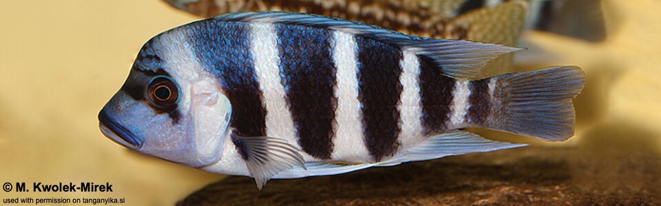 Cyphotilapia gibberosa (Musenga) - DR Congo