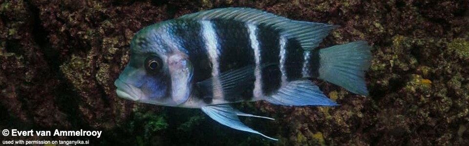 Cyphotilapia gibberosa (Zambia) - Zambia