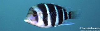 Cyphotilapia gibberosa 'Bondola Bay'.jpg