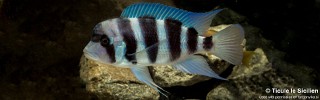 Cyphotilapia gibberosa 'Cape Mpimbwe'.jpg