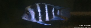 Cyphotilapia gibberosa 'Chituta Bay'.jpg