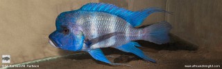 Cyphotilapia gibberosa 'Itinilo Rocks'.jpg