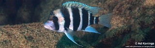 Cyphotilapia gibberosa 'Kalugunga'.jpg