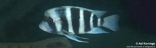 Cyphotilapia gibberosa 'Kansombo'.jpg