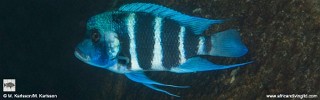 Cyphotilapia gibberosa 'Lupote Rocks'.jpg