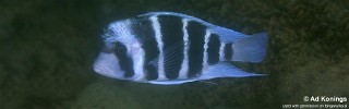 Cyphotilapia gibberosa 'Mbita Island'.jpg