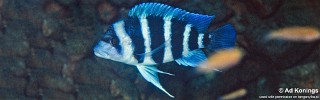 Cyphotilapia gibberosa 'Mtoto'.jpg