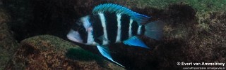 Cyphotilapia gibberosa 'Mulyma'.jpg