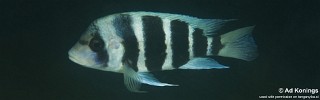 Cyphotilapia gibberosa 'Popo (Kizumbi) Rocks'.jpg