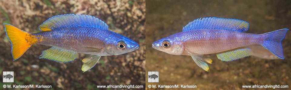 Cyprichromis leptosoma 'Cape Mpimbwe'