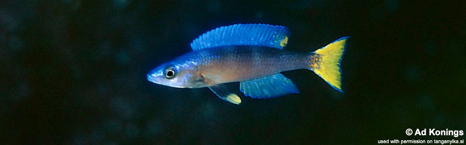 Cyprichromis leptosoma 'Fulwe Rocks'