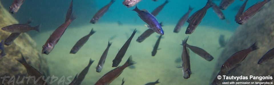 Cyprichromis leptosoma 'Kisi Island'