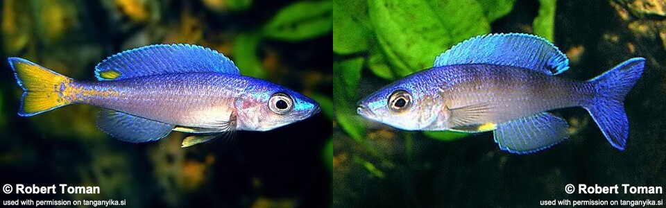 Cyprichromis leptosoma 'Maleza (Mamalesa) Island' (Malasa)