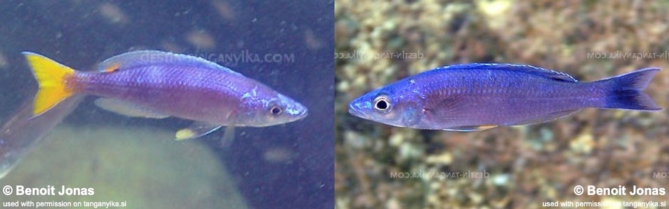 Cyprichromis leptosoma 'Mvuna Island'