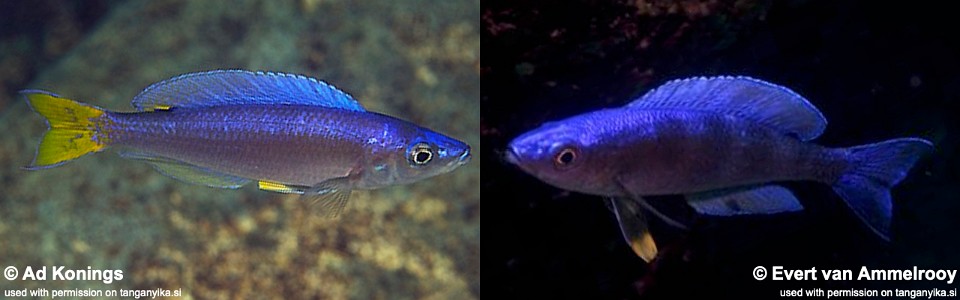 Cyprichromis leptosoma 'Nkondwe Island'