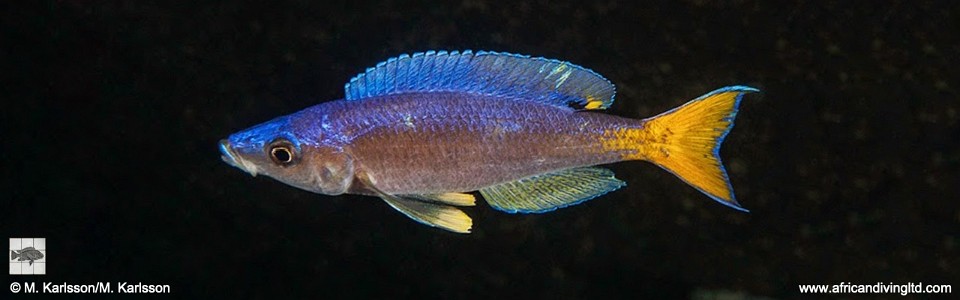 Cyprichromis leptosoma 'Silaf Rocks'