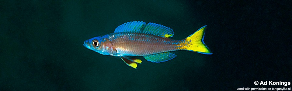 Cyprichromis leptosoma 'Ulwile Island'