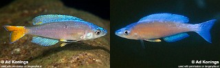 Cyprichromis leptosoma