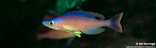 Cyprichromis leptosoma 'Karilani Island'.jpg