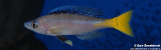 Cyprichromis leptosoma 'Mpulungu'.jpg