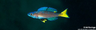 Cyprichromis leptosoma 'Ulwile Island'.jpg