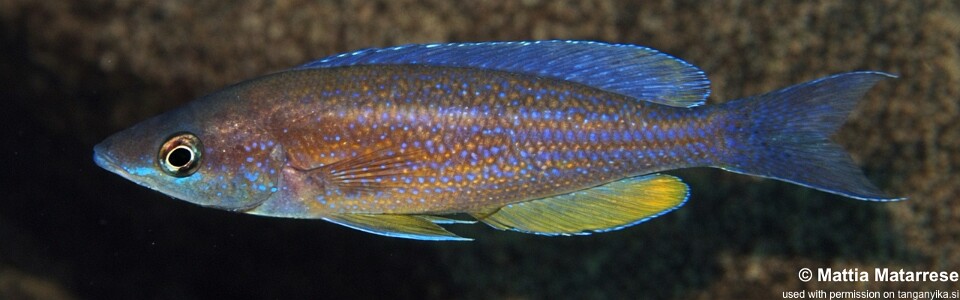 Cyprichromis microlepidotus 'Ifala'