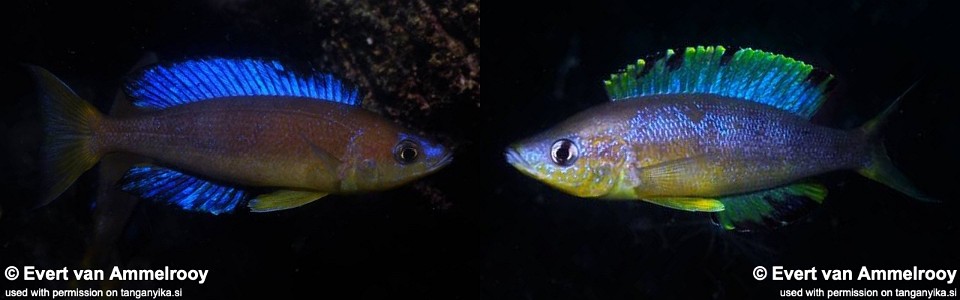 Cyprichromis microlepidotus 'Karilani Island'