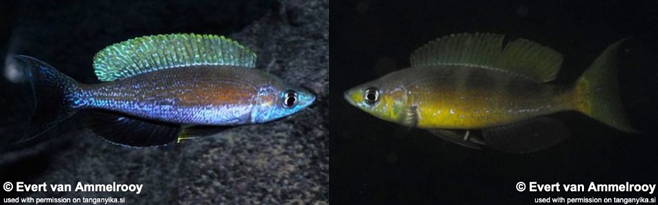 Cyprichromis microlepidotus 'Kigoma'