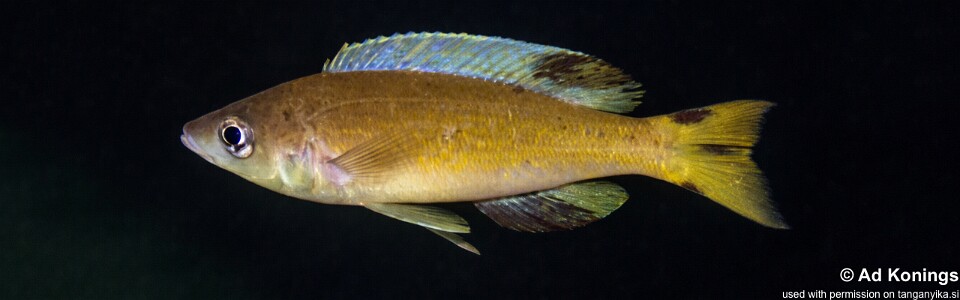 Cyprichromis microlepidotus 'Kiliza'