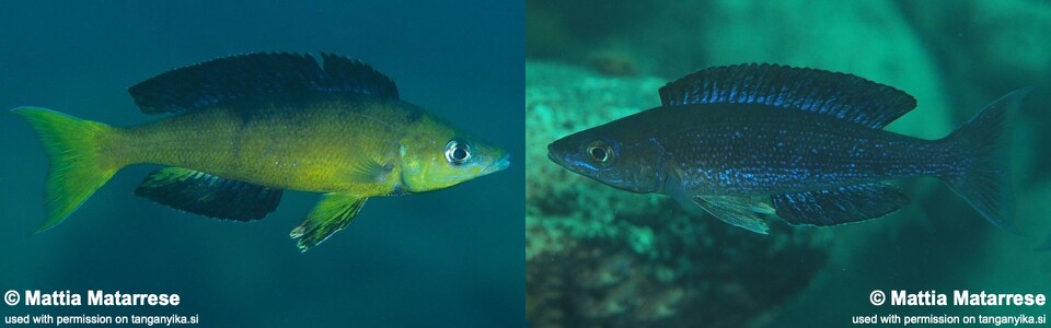 Cyprichromis microlepidotus 'Mahale Mountains NP'