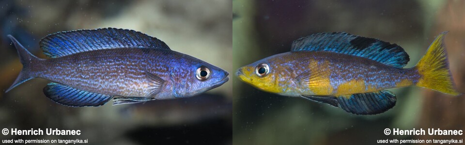Cyprichromis microlepidotus 'Mboko Island'
