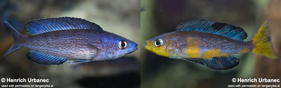 Cyprichromis microlepidotus 'Mboko'