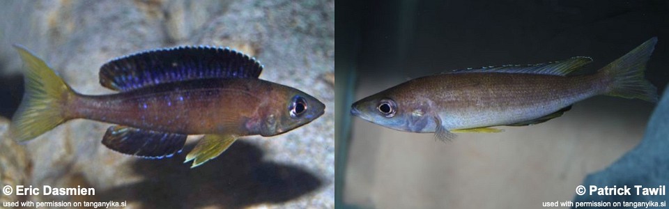 Cyprichromis microlepidotus 'Sibwesa'