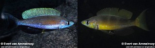 Cyprichromis microlepidotus 'Kigoma'.jpg