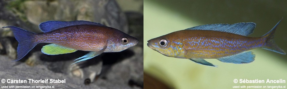 Cyprichromis pavo 'Cape Nangu'