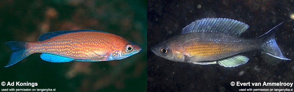 Cyprichromis pavo 'Chituta Bay'