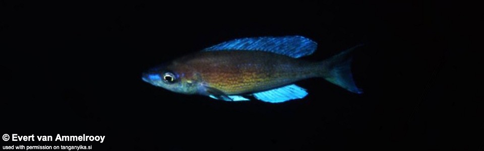 Cyprichromis pavo 'Funda'