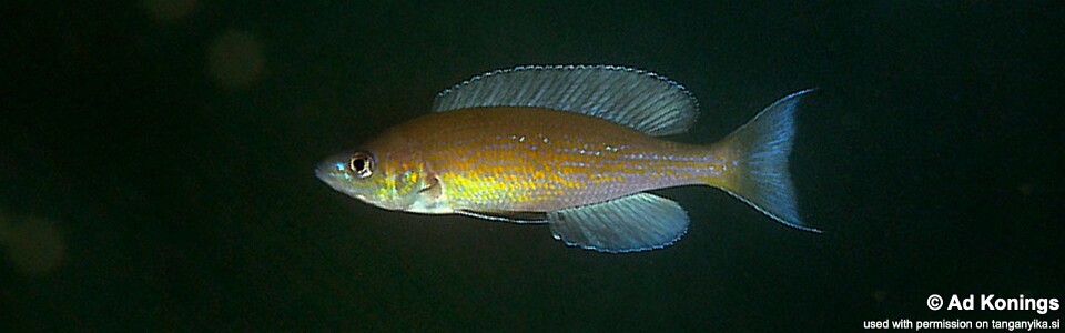 Cyprichromis pavo 'Isanga Bay'