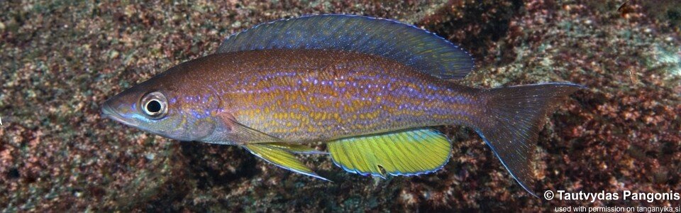 Cyprichromis pavo 'Lusekese'