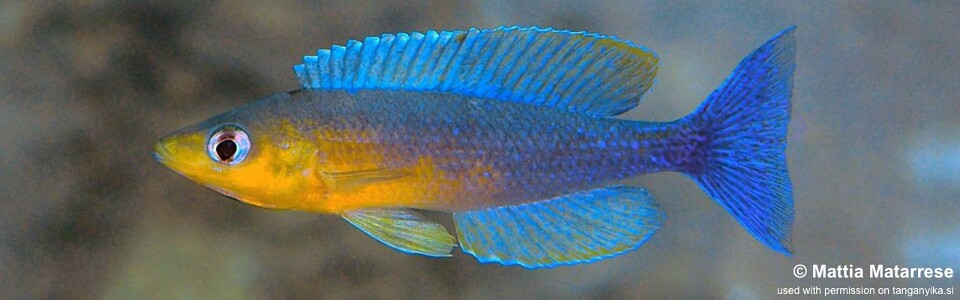 Cyprichromis sp. 'dwarf jumbo' Cape Bangwe<br><font color=gray>Cyprichromis sp. 'leptosoma kigoma' Cape Bangwe</font> 