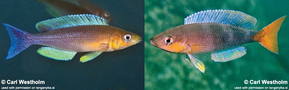 Cyprichromis sp. 'dwarf jumbo' Jacobsen Beach<br><font color=gray>Cyprichromis sp. 'leptosoma kigoma' Jacobsen Beach</font>