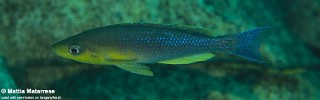 Cyprichromis sp. 'leptosoma kigoma' Ifala Village.jpg