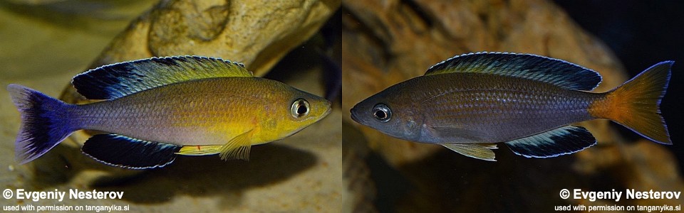 Cyprichromis sp. 'leptosoma jumbo' Cape Chaitika<br><font color=gray>(Blue Orchid)</font>