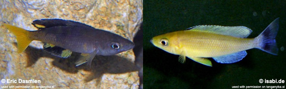 Cyprichromis sp. 'leptosoma jumbo' Livua