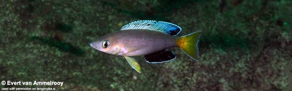 Cyprichromis sp. 'leptosoma jumbo' Mulyma