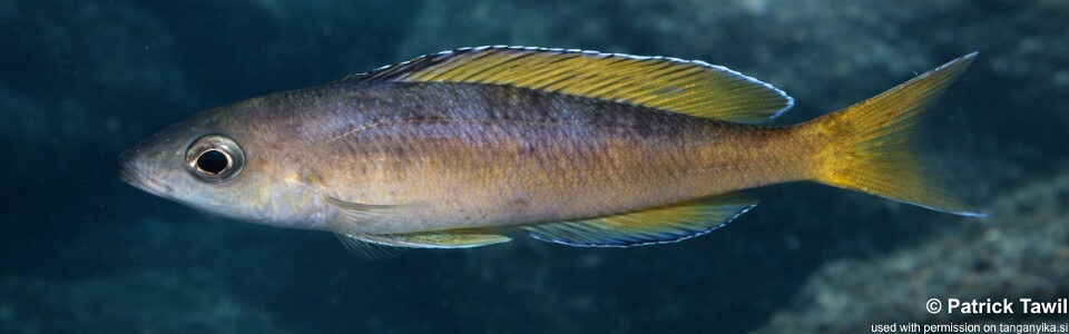 Cyprichromis sp. 'leptosoma jumbo' Tembwe (Deux)