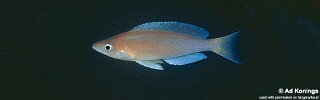 Cyprichromis sp. 'leptosoma jumbo' Isanga Bay.jpg