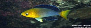 Cyprichromis sp. 'leptosoma jumbo' Katondo Point.jpg