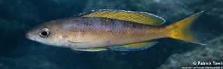 Cyprichromis sp. 'leptosoma jumbo' Tembwe (Deux).jpg