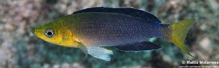 Cyprichromis sp. 'leptosoma jumbo' Yamsamba Island.jpg